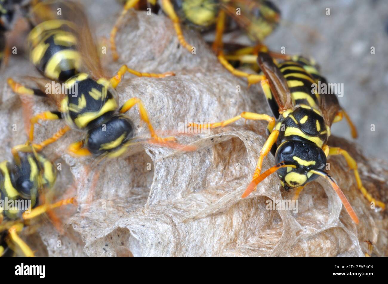 Italy, Lombardy, Paper Wasp Polistes gallicus Stock Photo