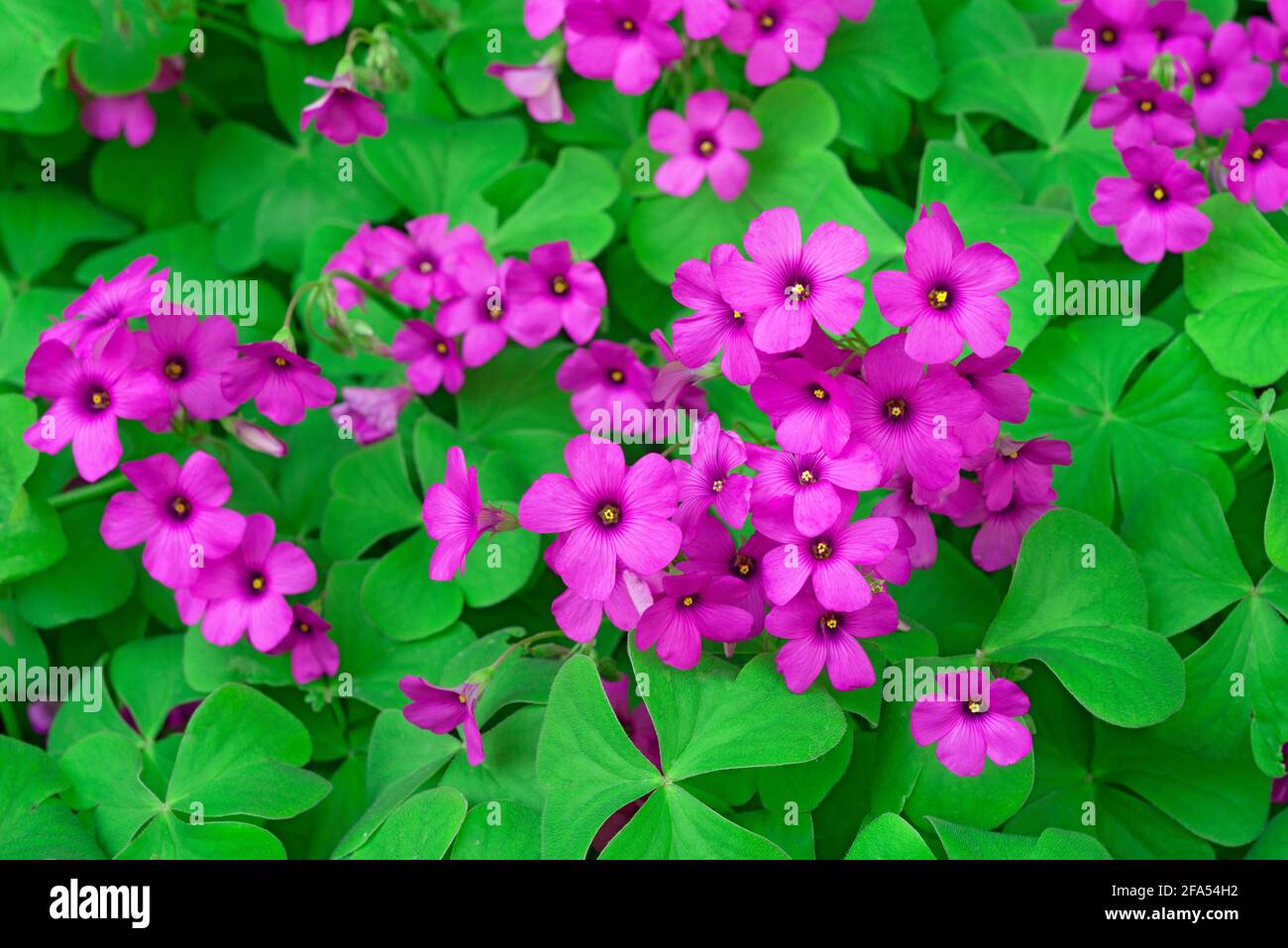 Oxalis Debilis Kunth, Pink Wood Sorrel Flowers Stock Photo