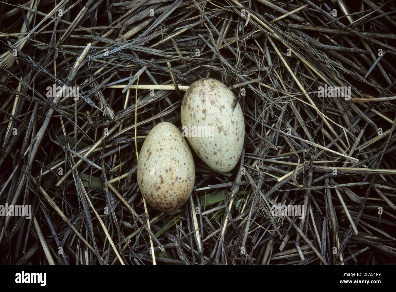 sandhill crane eggs