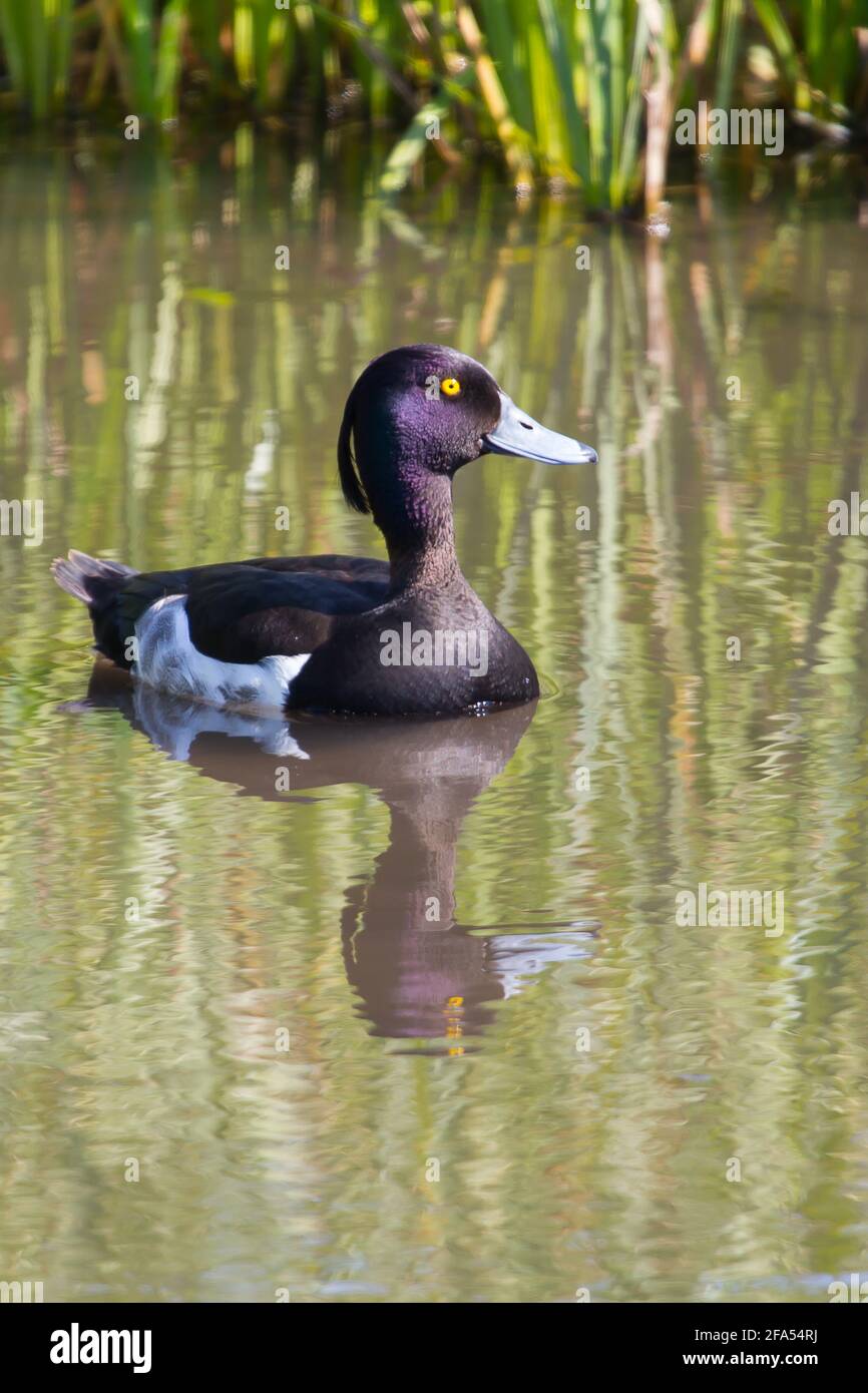 Reflections in gold and white hi-res stock photography and images - Alamy