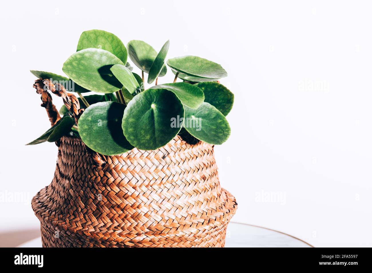 Chinese Money Plant Stock Photo Alamy