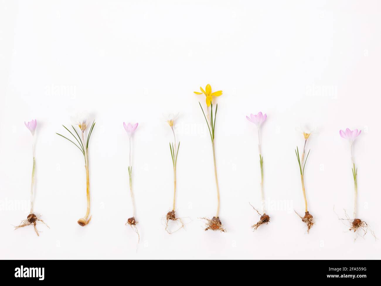First spring bulbous flowers crocuses on white background. Stock Photo