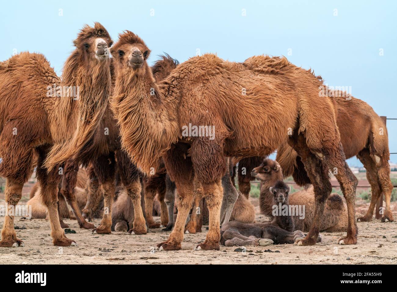 African camel is an ungulate within the genus Camelus Stock Photo