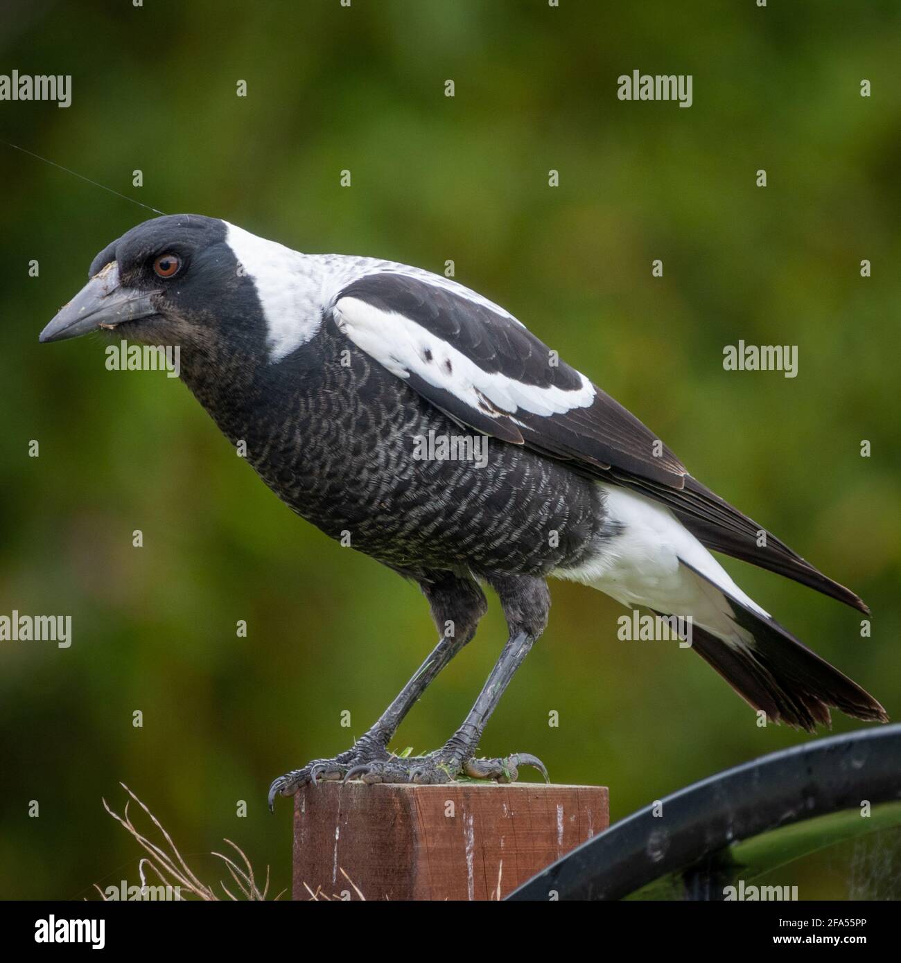 Australian Magpie Scientific name: Gymnorhina tibicen Stock Photo - Alamy