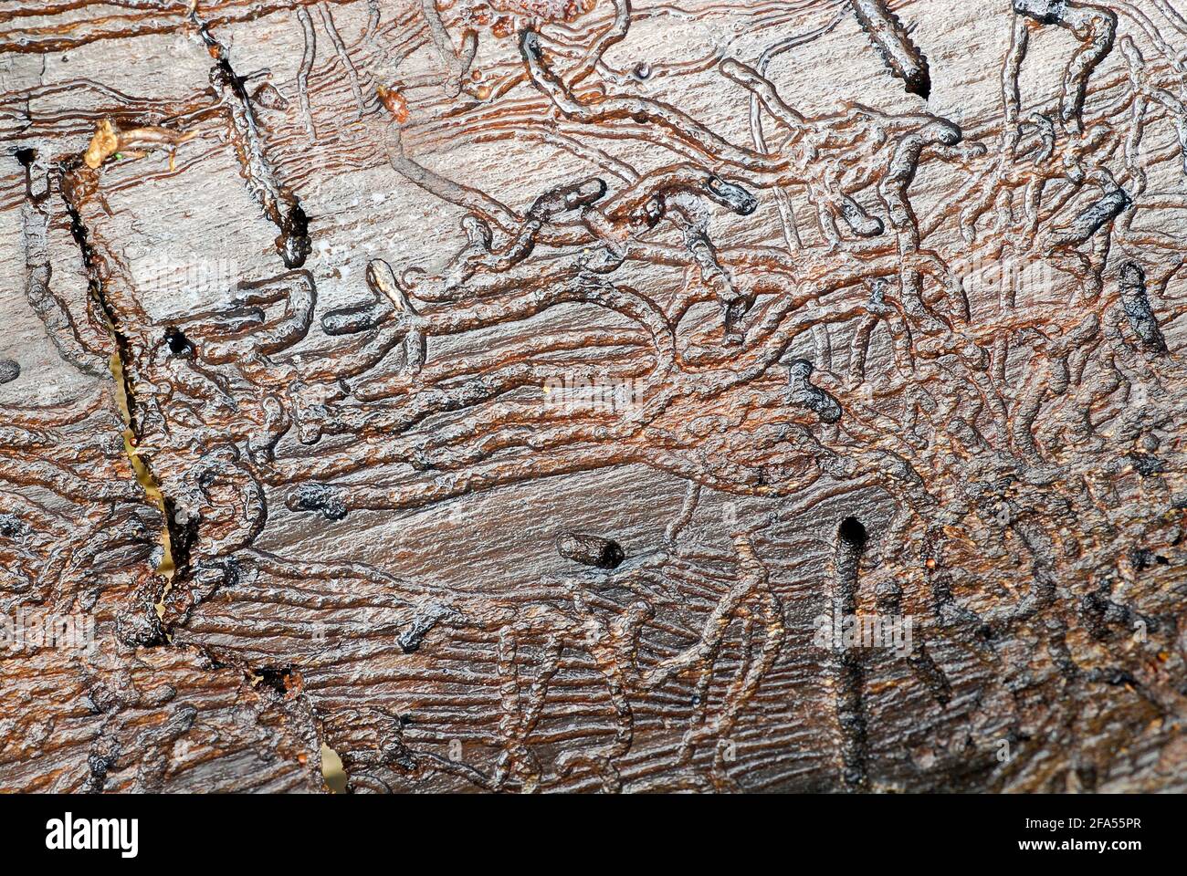 Wood damage from tunnel boring beetles Stock Photo Alamy