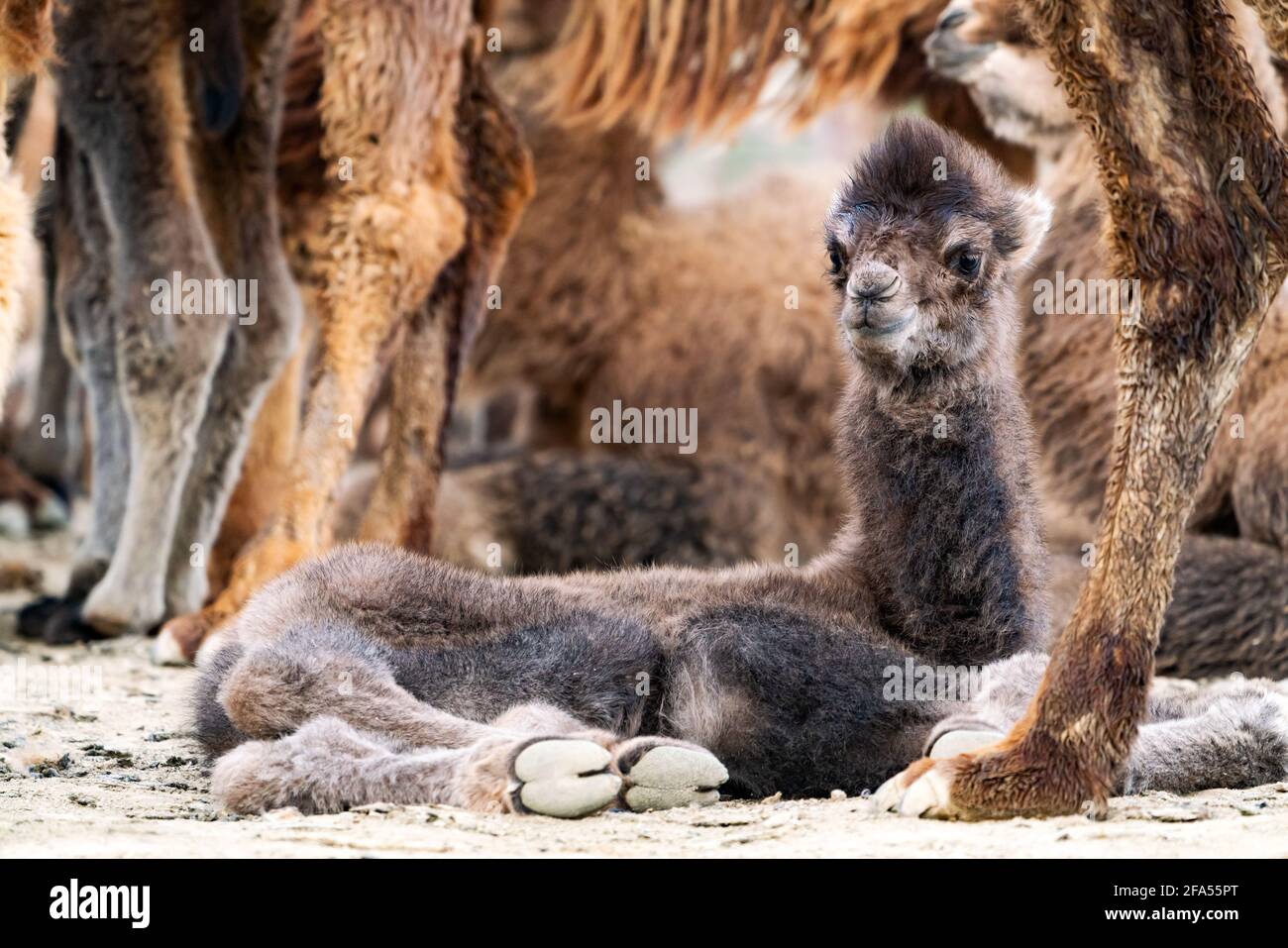 Baby camel is an ungulate within the genus Camelus Stock Photo