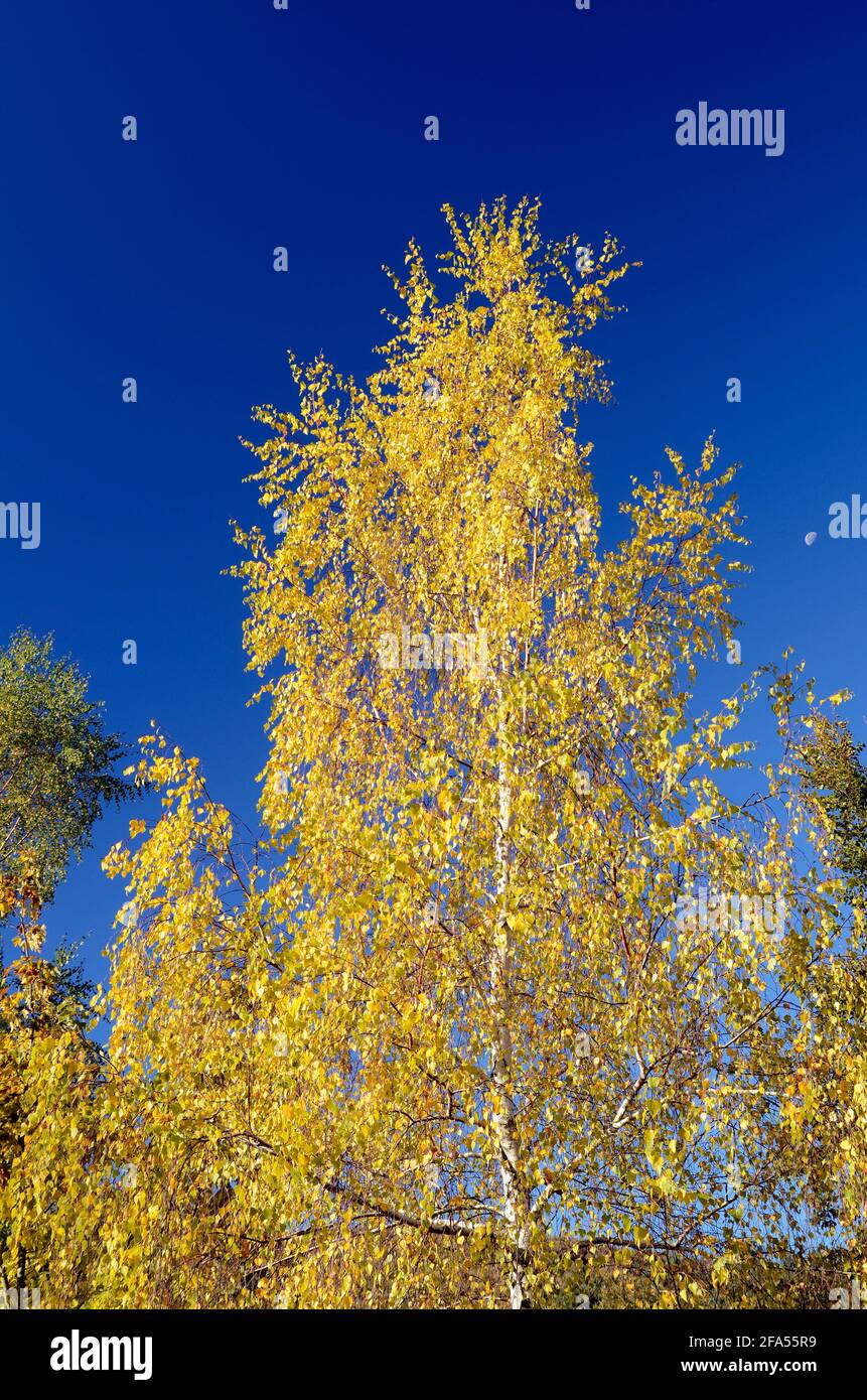 Pollen allergy birch (Betula pubescens Stock Photo Alamy