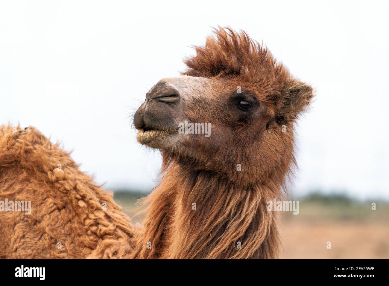 African camel is an ungulate within the genus Camelus Stock Photo