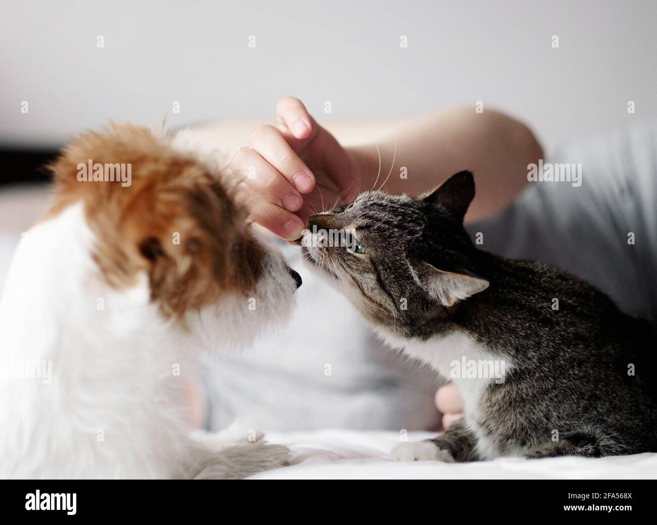 cat eats from hands of woman, friendship of a cat and a dog Stock Photo Alamy