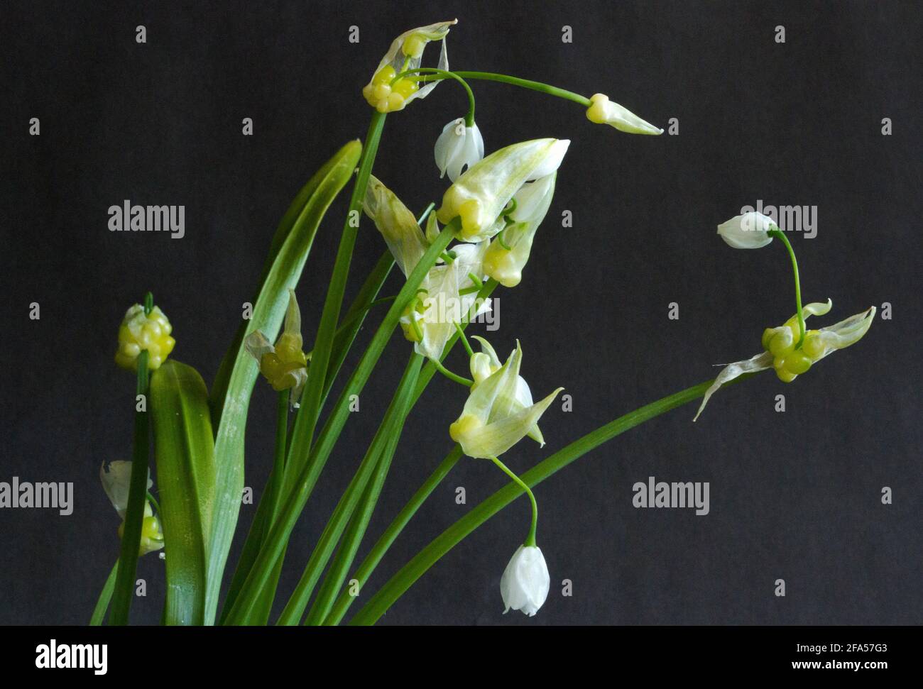 Introduced to the UK for cultivation, the Few-flowered Garlic has escaped from gardens and in some places is considered an invasive pest Stock Photo