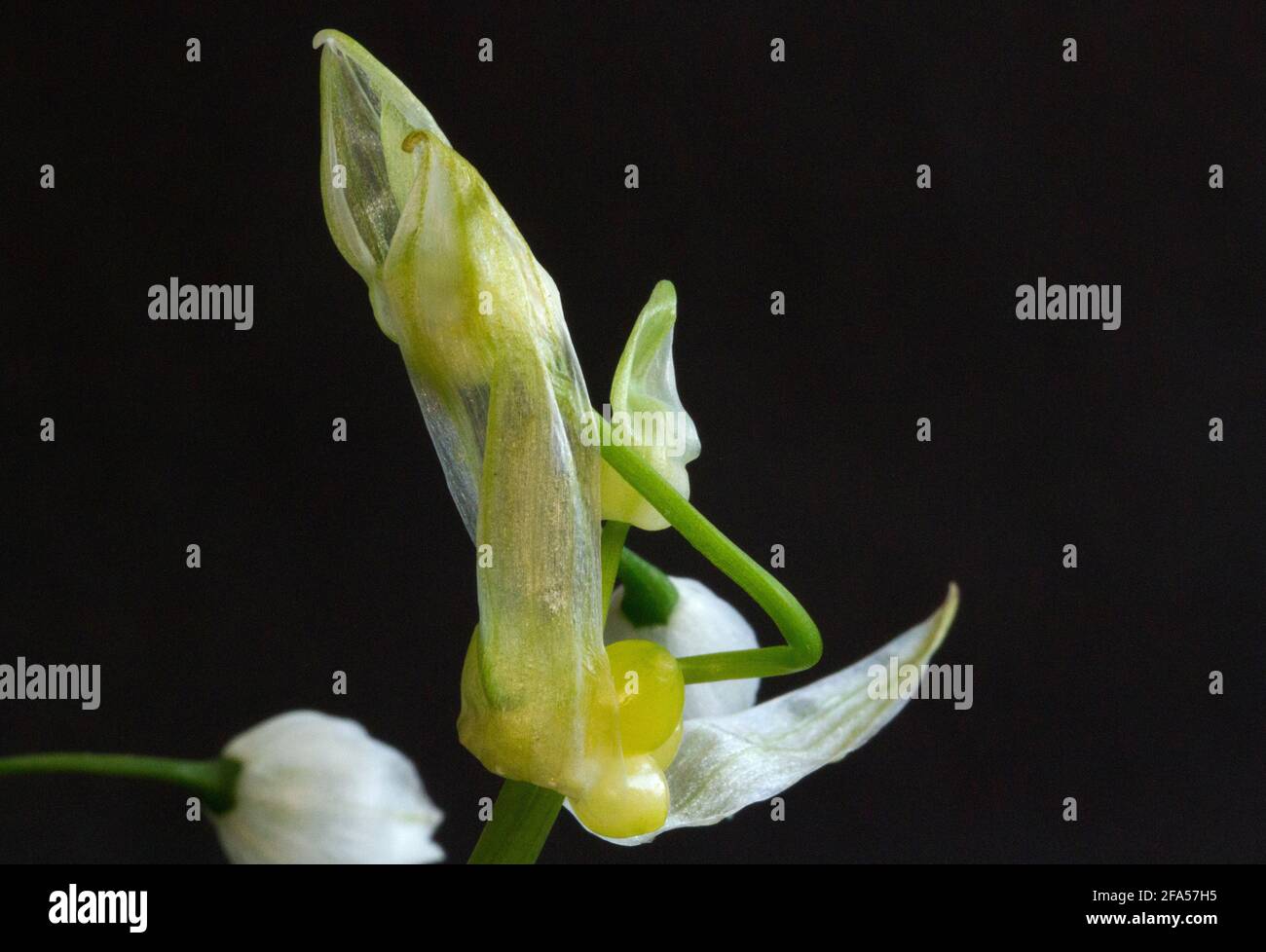Introduced to the UK for cultivation, the Few-flowered Garlic has escaped from gardens and in some places is considered an invasive pest Stock Photo