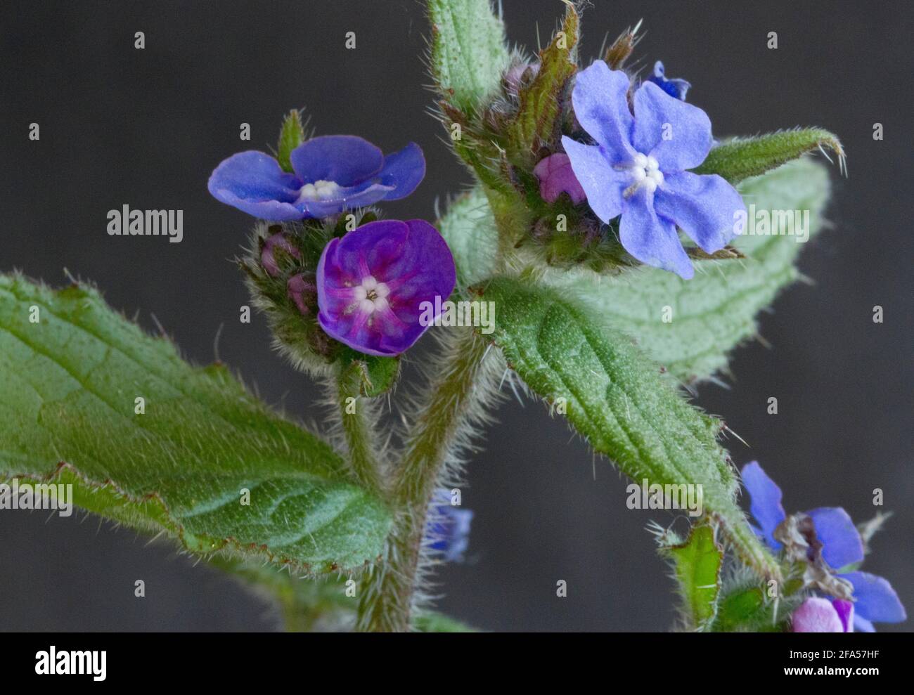 Introduced into the UK  from SW Europe, Green Alkanet is a spring flowering member of the borage family. They have a distinctive hairy stem and leaves Stock Photo