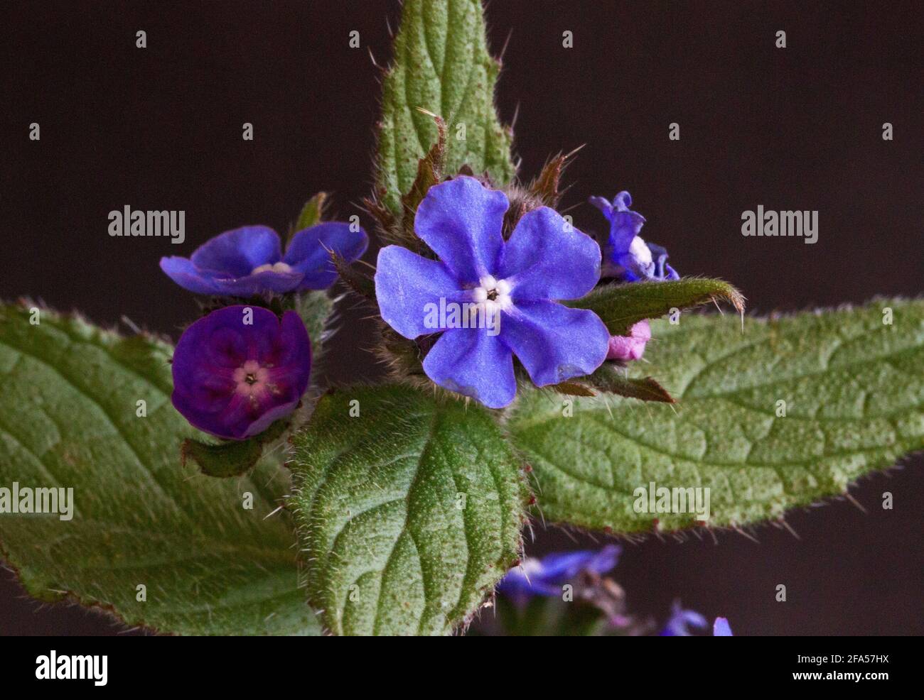 Introduced into the UK from SW Europe, Green Alkanet is a spring flowering member of the borage family. they have a distinctive hairy stem and leaves Stock Photo
