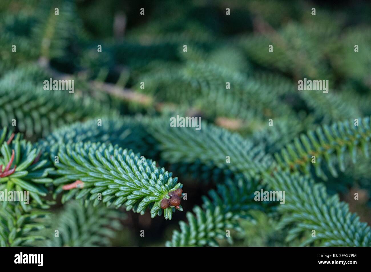 Close up of Spruce green branches. Stock Photo
