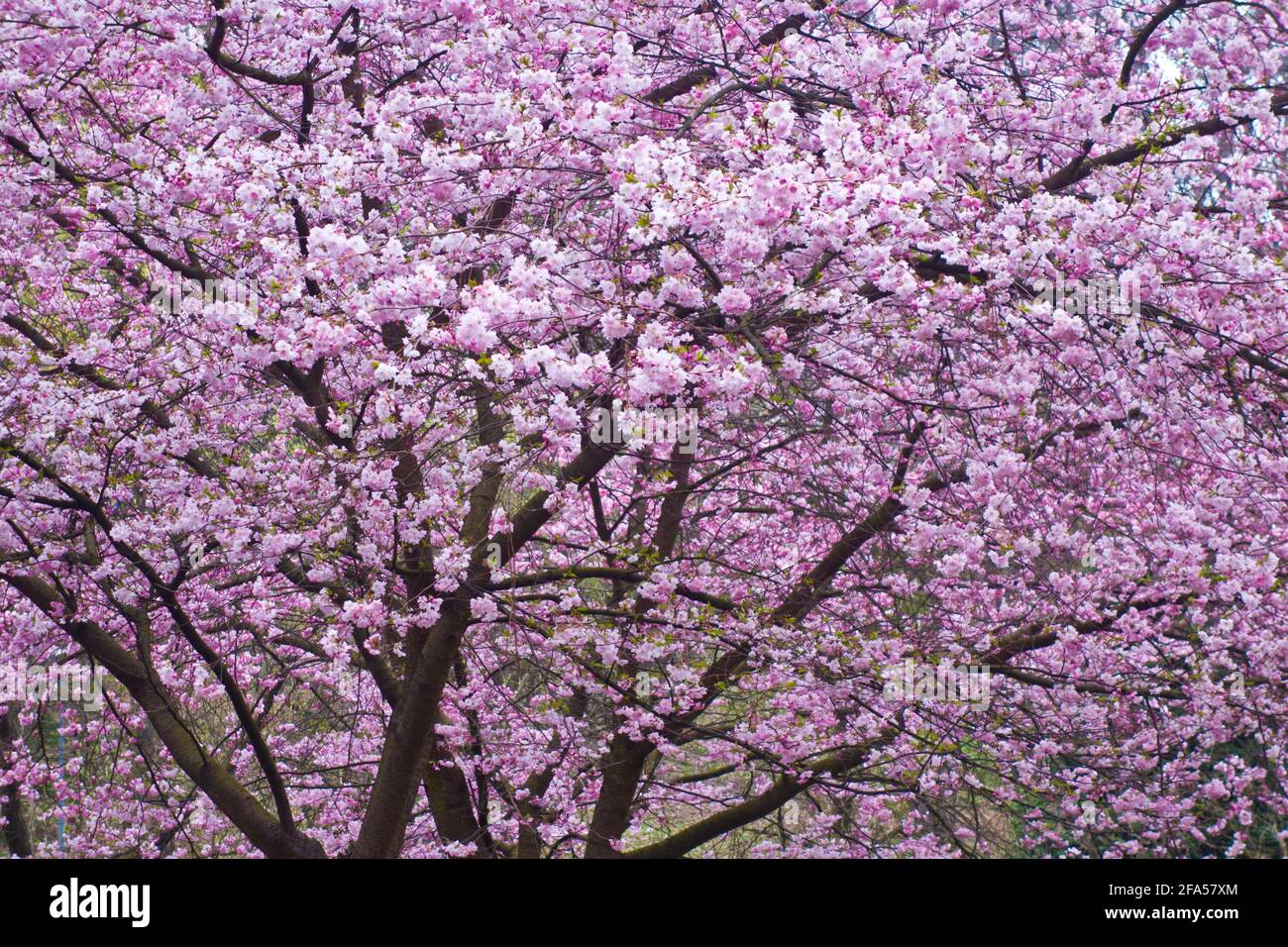 tree of cherry in blossom with pink flowers Stock Photo