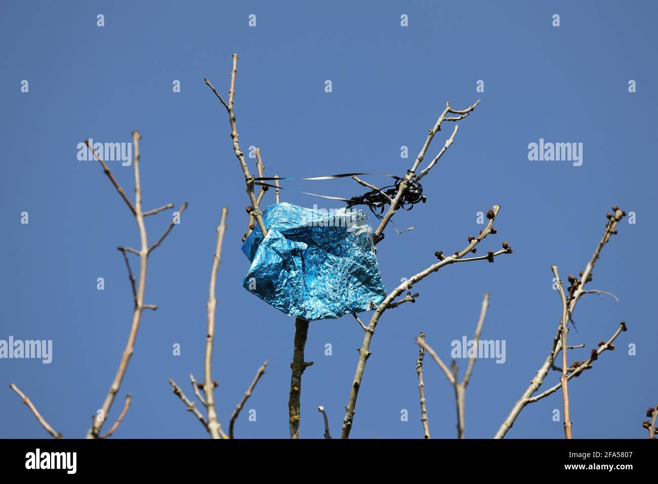 Party Style Balloon Entangled in a Tree in an Area of Outstanding Natural, Beauty, England, UK Stock Photo