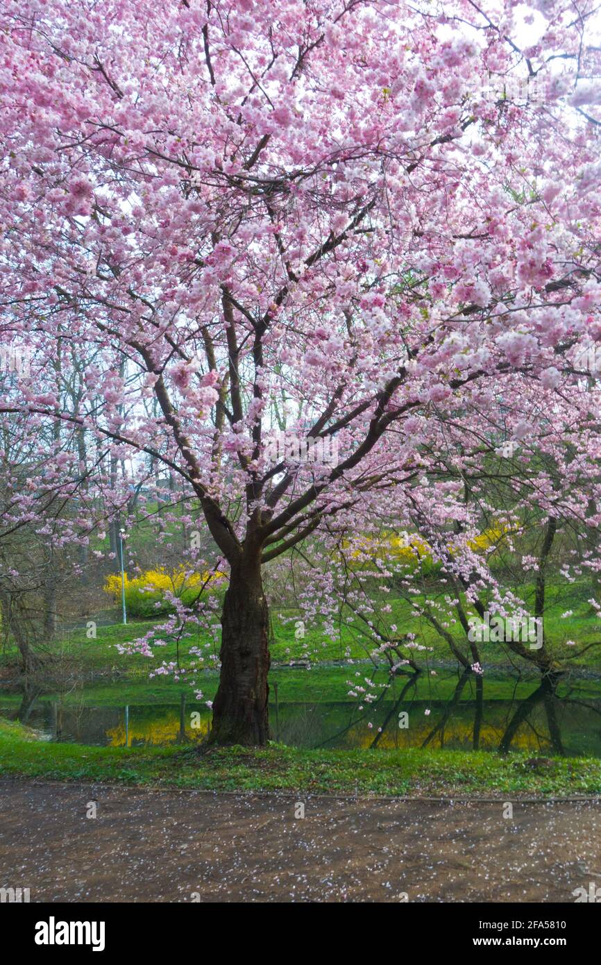 tree of cherry in blossom with pink flowers Stock Photo