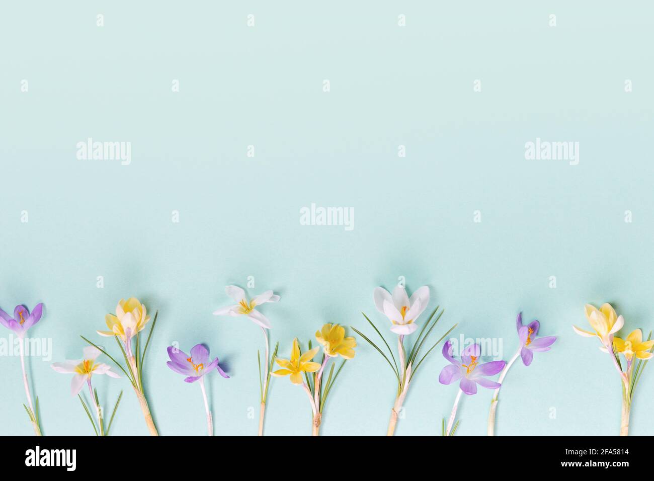 Festive spring border, frame from spring flower crocus on blue background. Stylish easter flat lay yellow, Stock Photo