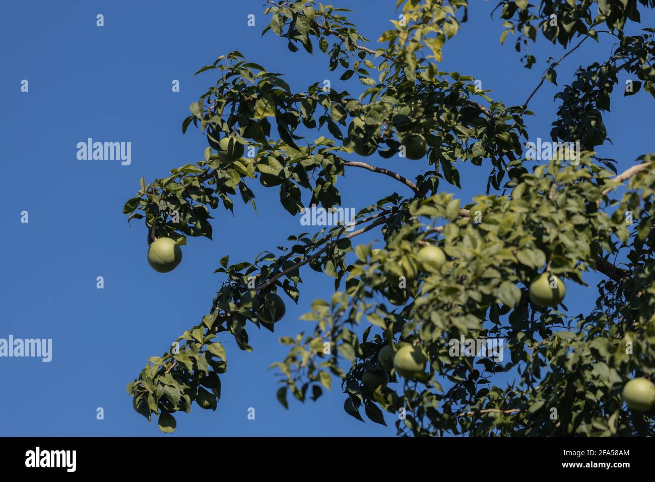 The fruit Bengal quince also called Aegle marmelos or Golden apples