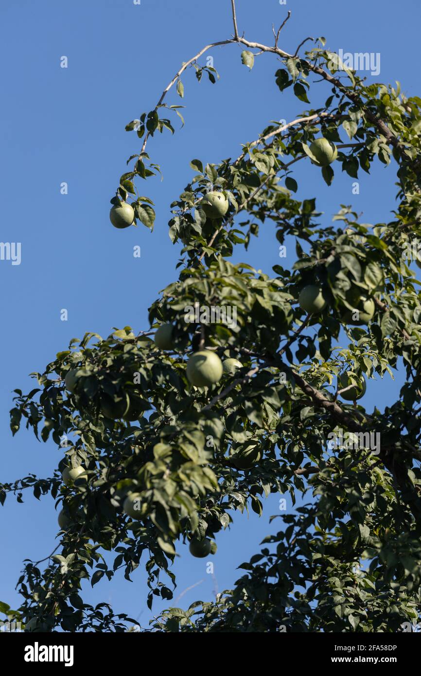 The fruit Bengal quince also called Aegle marmelos or Golden apples
