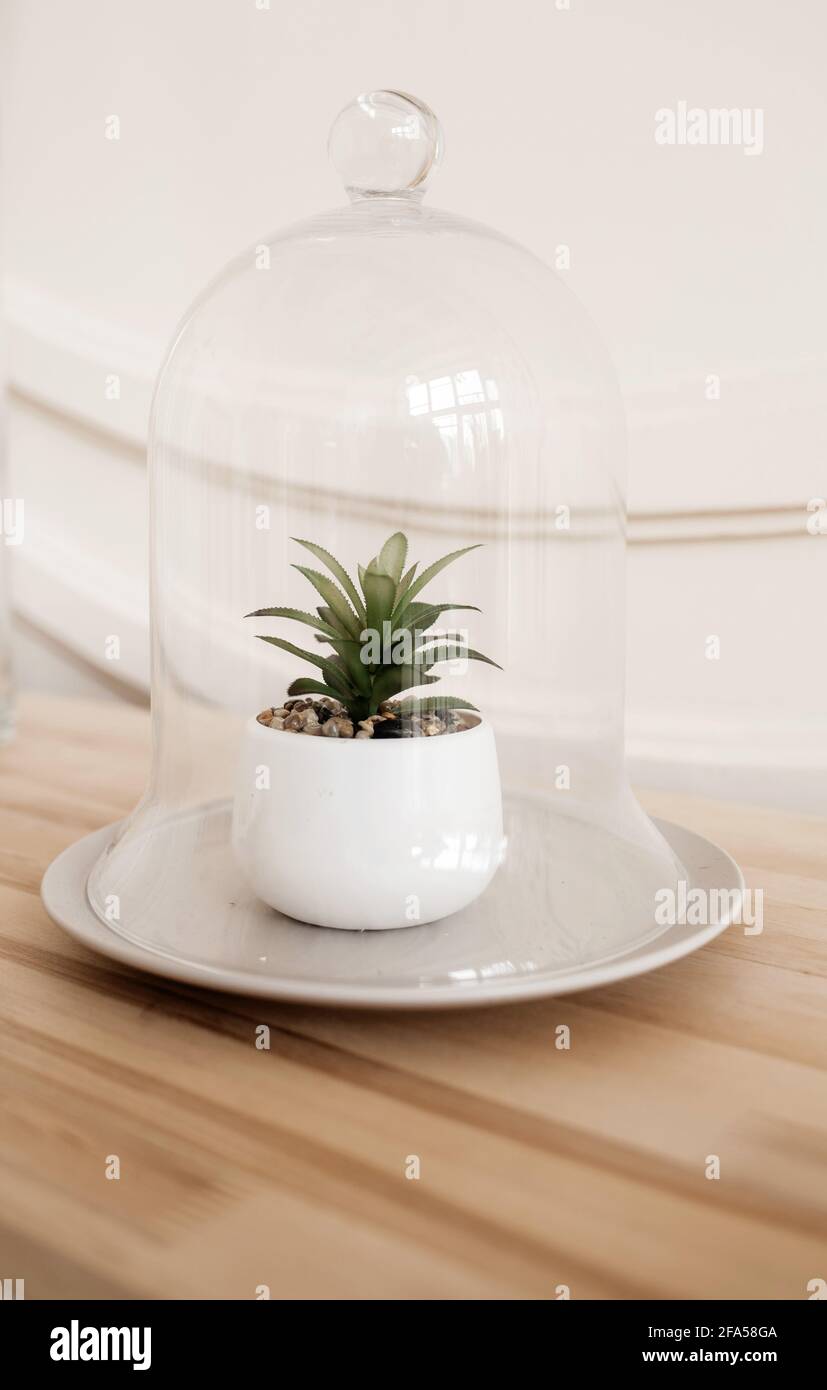 succulent plant in a pot under glass. Home decor, eco-friendly, leisure, gardening concept Stock Photo