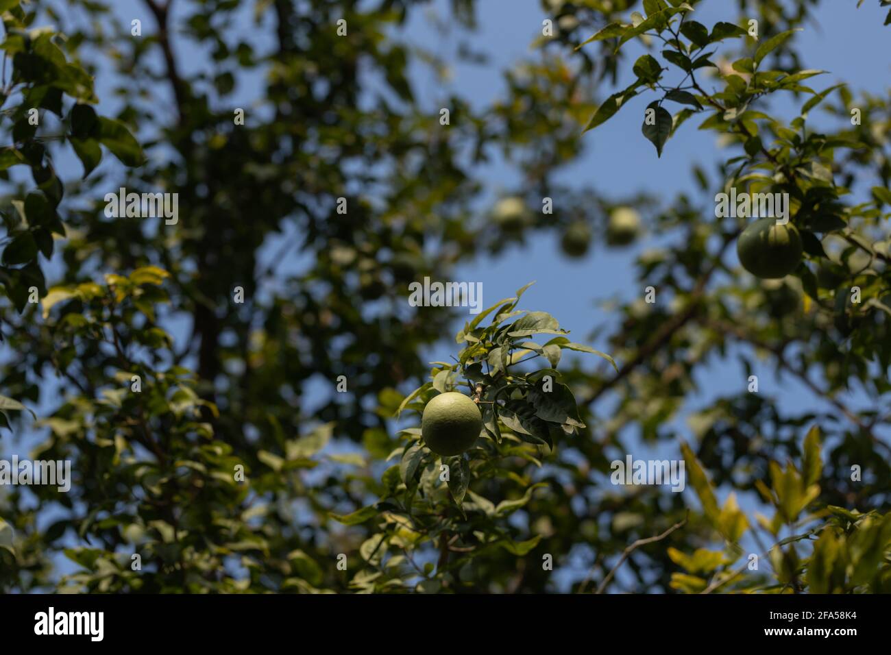 Scientific name of on sale bel tree
