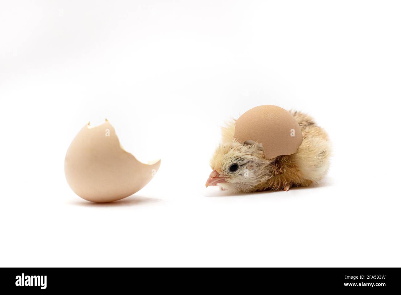 Chicken and an egg shell on white background.Newborn yellow chicken with eggshell Stock Photo