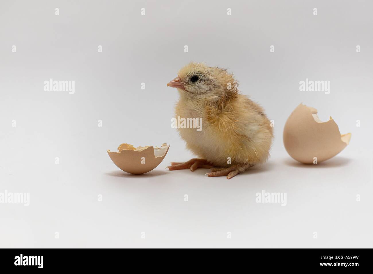 Chicken and an egg shell on white background.Newborn yellow chicken with eggshell Stock Photo