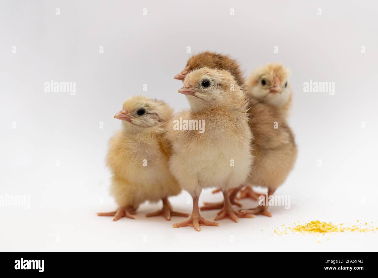 Four newborn chicks isolated on white background Stock Photo