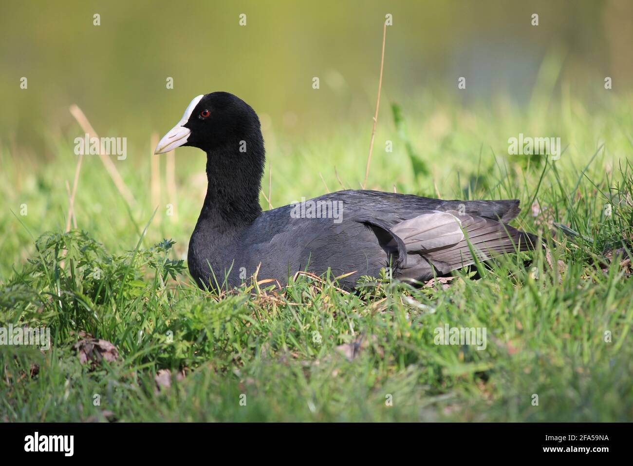 Eurasian coot in citypark Staddijk in Nijmegen, the Netrherlands Stock Photo