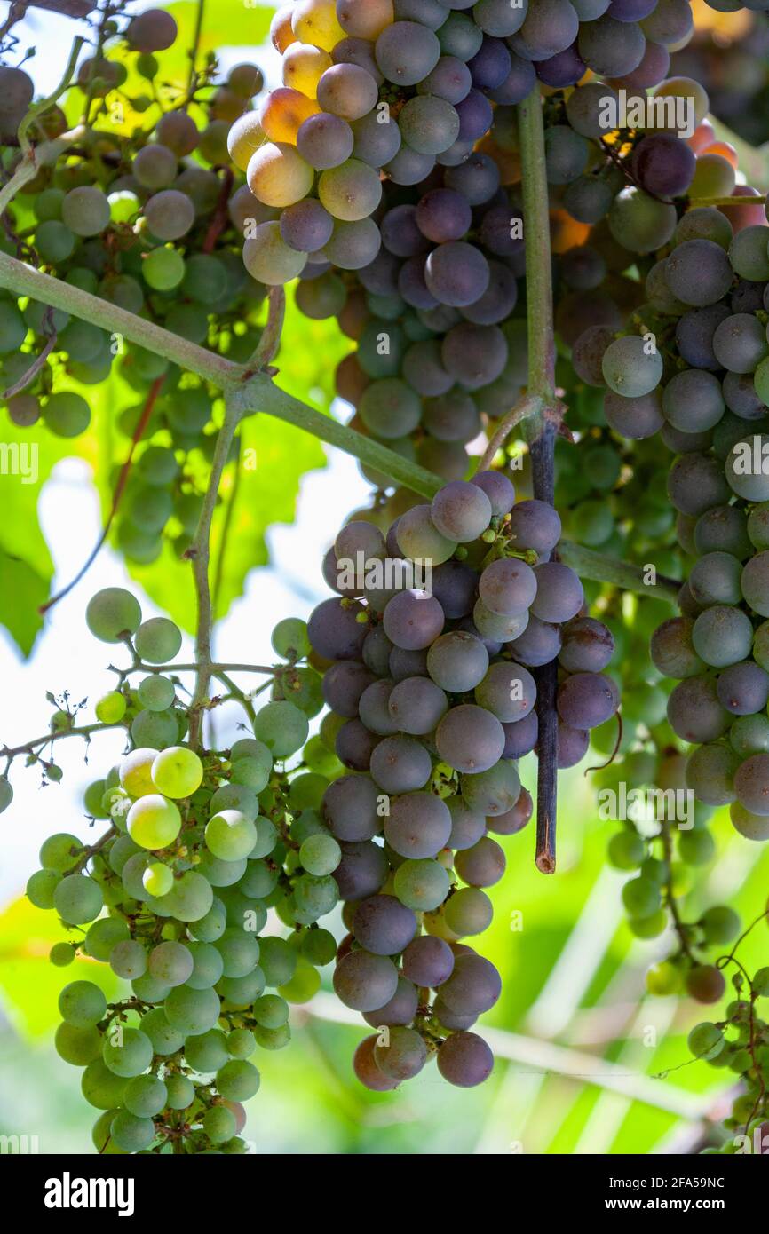 Wine production grapes on the vine in a vineyard on the Portuguese