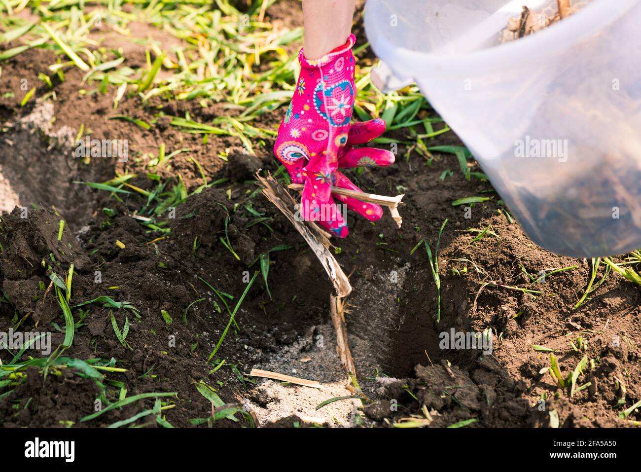 woman planting seeds in spring farmland soil Stock Photo - Alamy