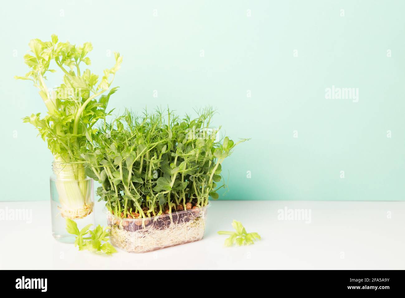 Peas Sprouting Micro greens and celery on blue background Stock Photo