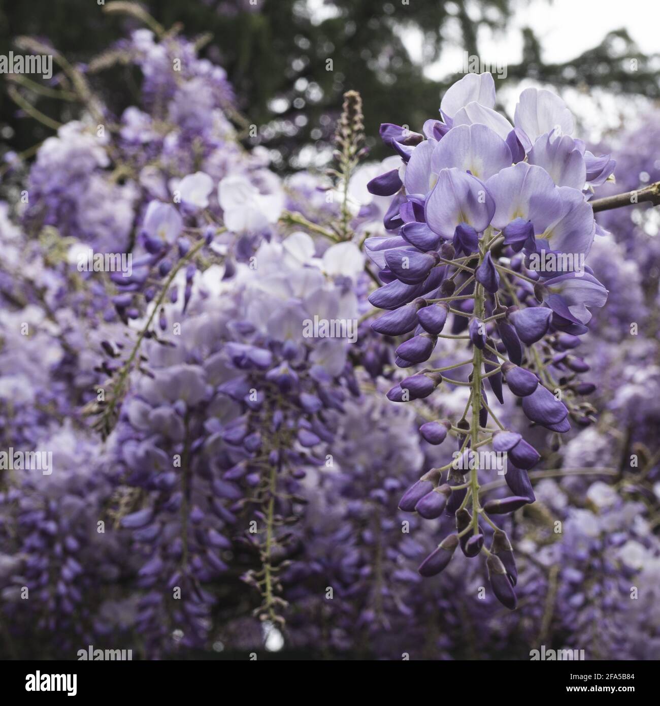 Blooming wisteria closeup. Delicate purple bunches of flowers on a