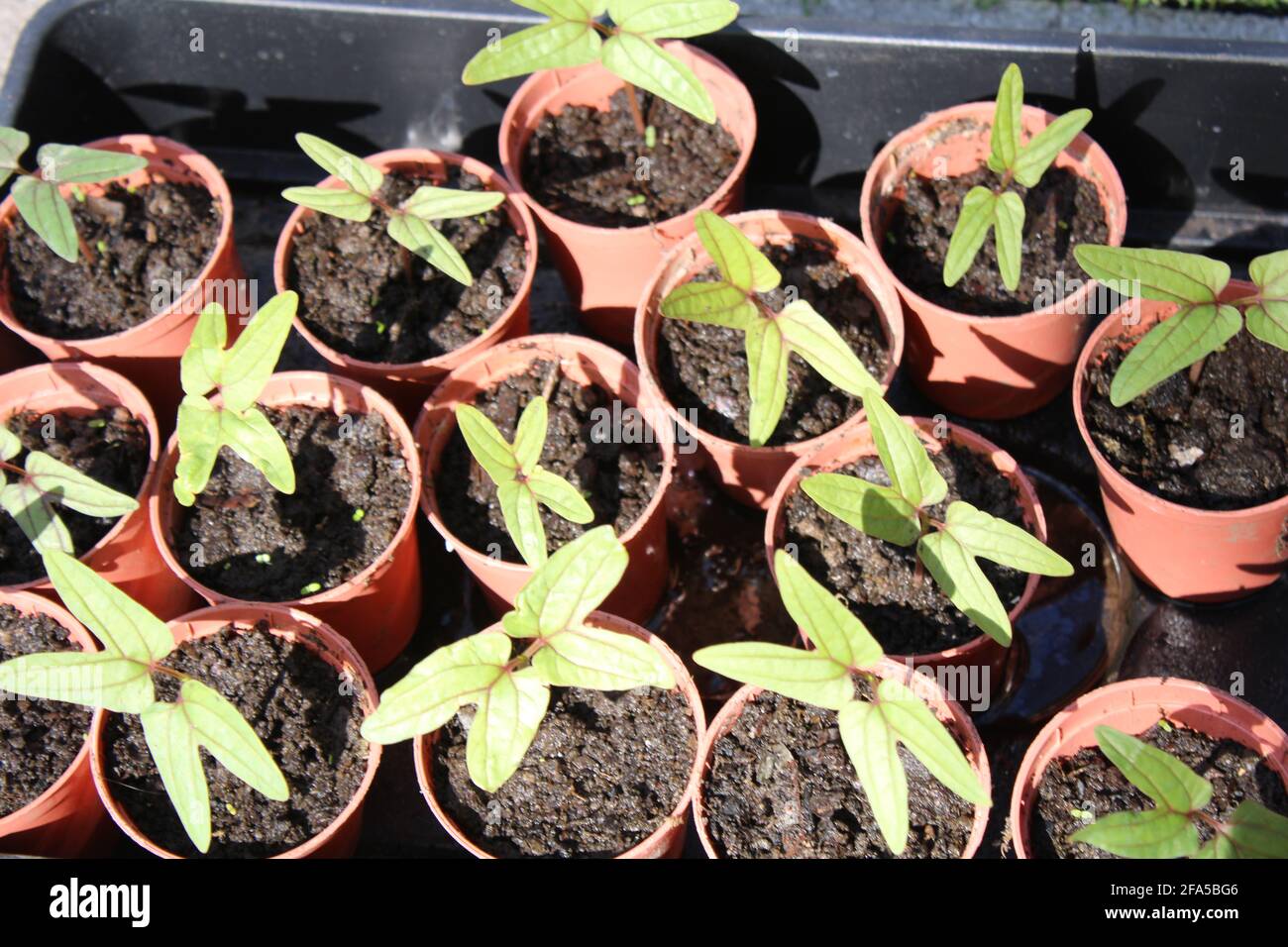 morning glory seedlings in plastic plant pots, gardening concept Stock Photo