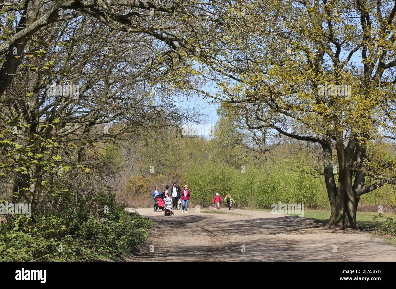 A family group walking through woods on Wimbledon Common, south west London, UK. Sunny, spring day. Stock Photo