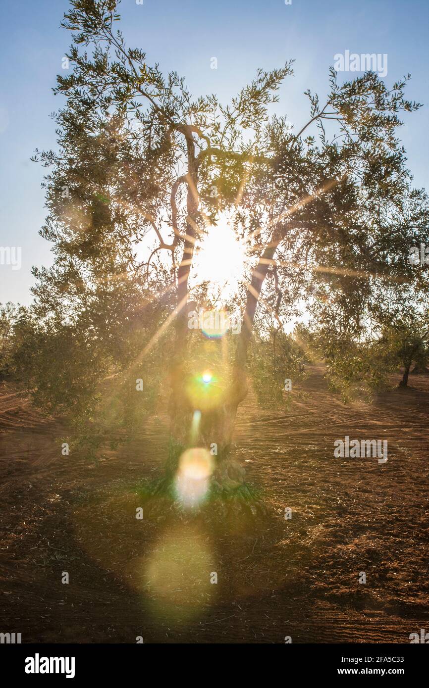 Tierra de Barros olive grove, Extremadura, Spain. Sunset lens flares Stock Photo