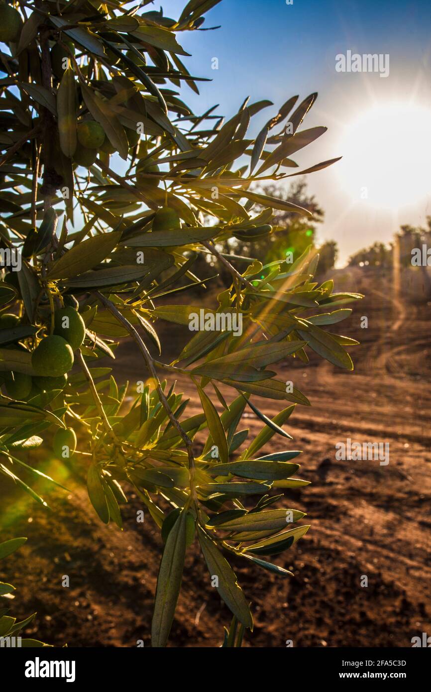 Olive branch with gordal large unripe olives. Tierra de Barros olive grove, Extremadura, Spain. Sunset lens flares Stock Photo