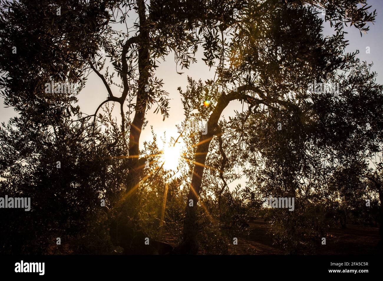 Tierra de Barros olive grove, Extremadura, Spain. Sunset lens flares Stock Photo
