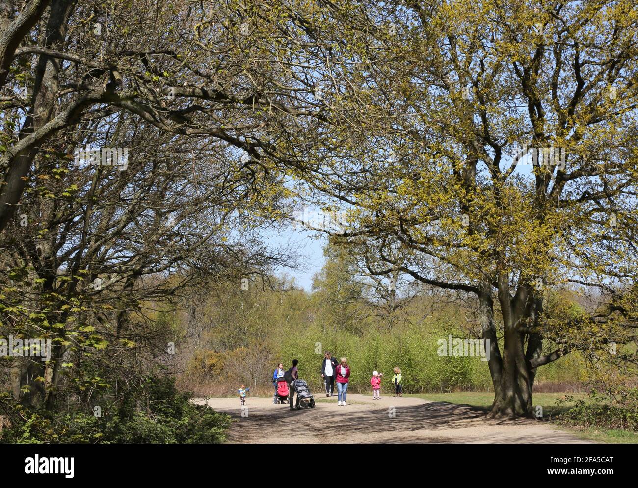 A family group walking through woods on Wimbledon Common, south west London, UK. Sunny, spring day. Stock Photo