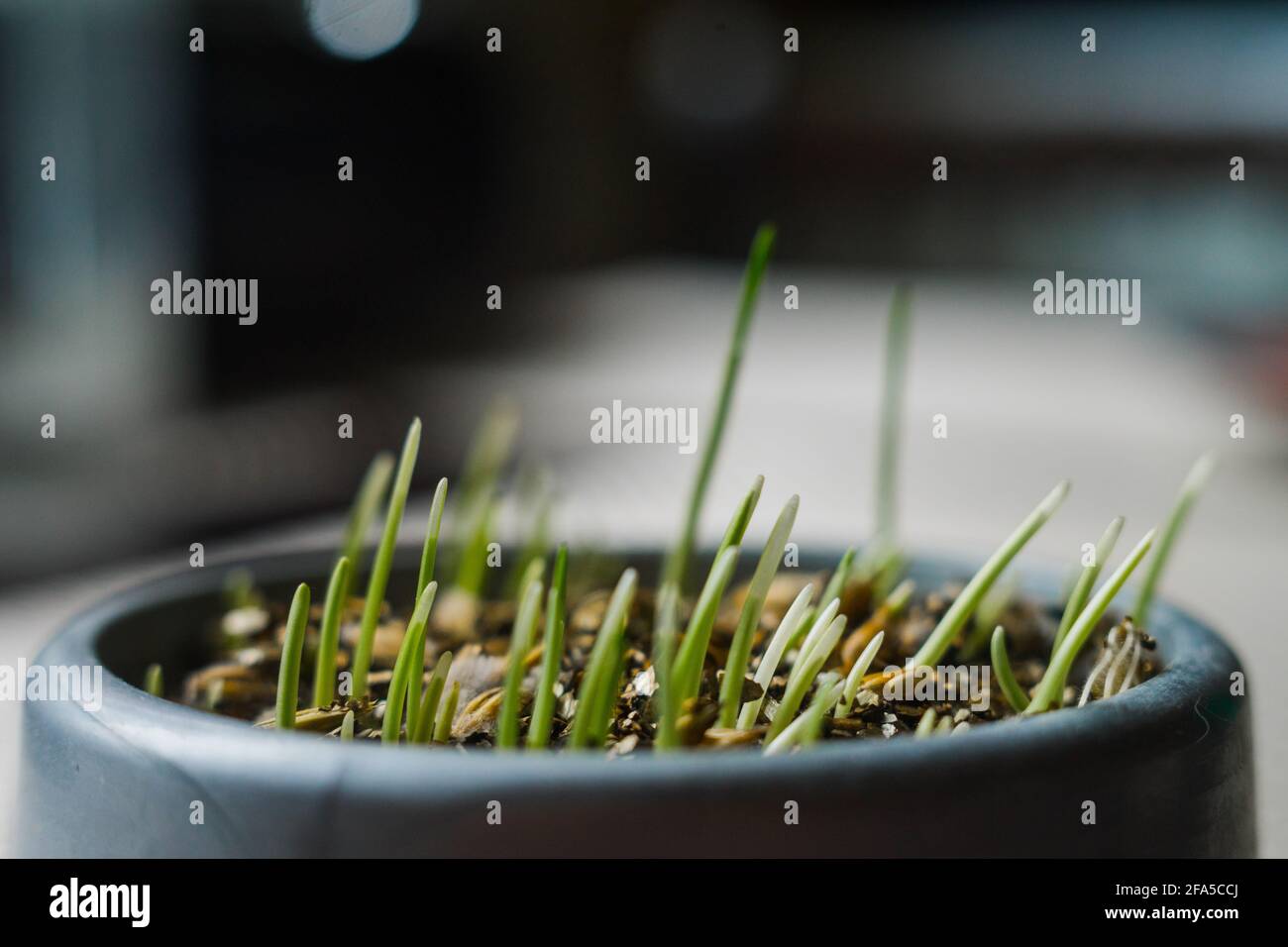 an young germinated grass in a pot on the table Stock Photo