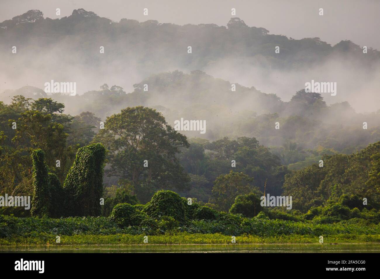Misty rainforest in early morning light on the eastern side of Rio Chagres, Soberania national park, Republic of Panama, Central America. Stock Photo