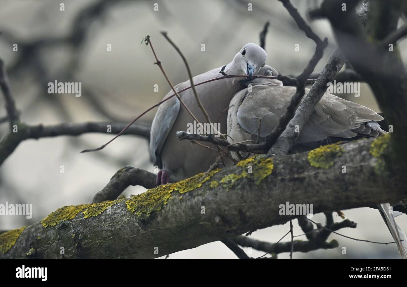 Young dove Streptopelia decaocto nesting in spring Stock Photo