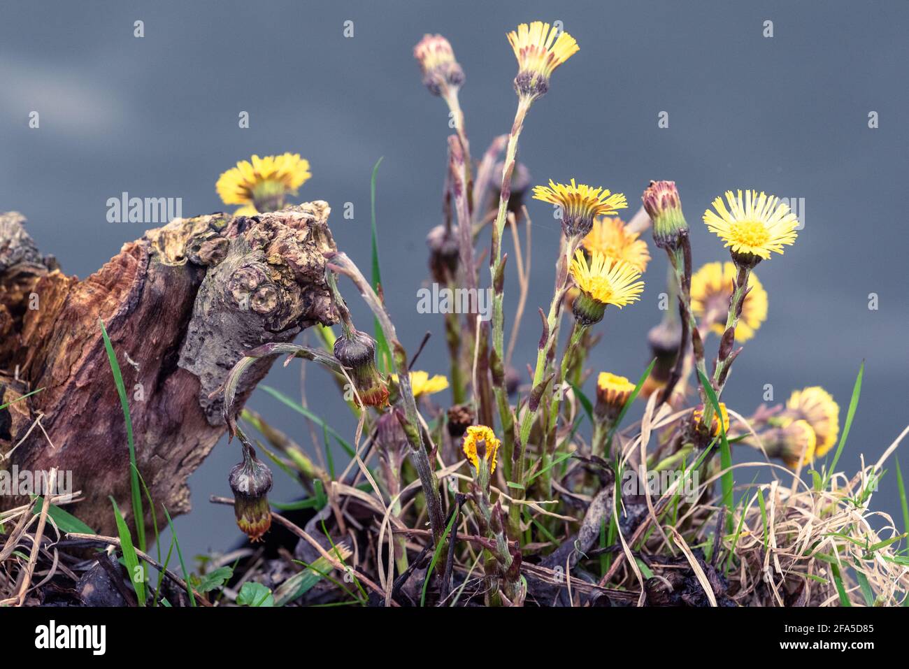 yellow flowers by the wayside Stock Photo Alamy