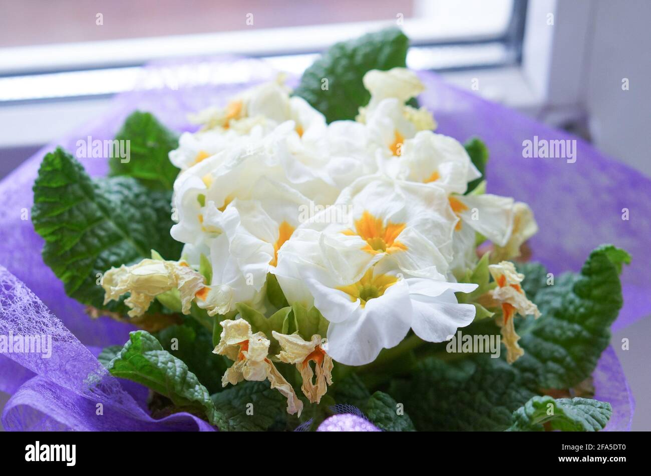 Dying flowers and green leaves Stock Photo Alamy