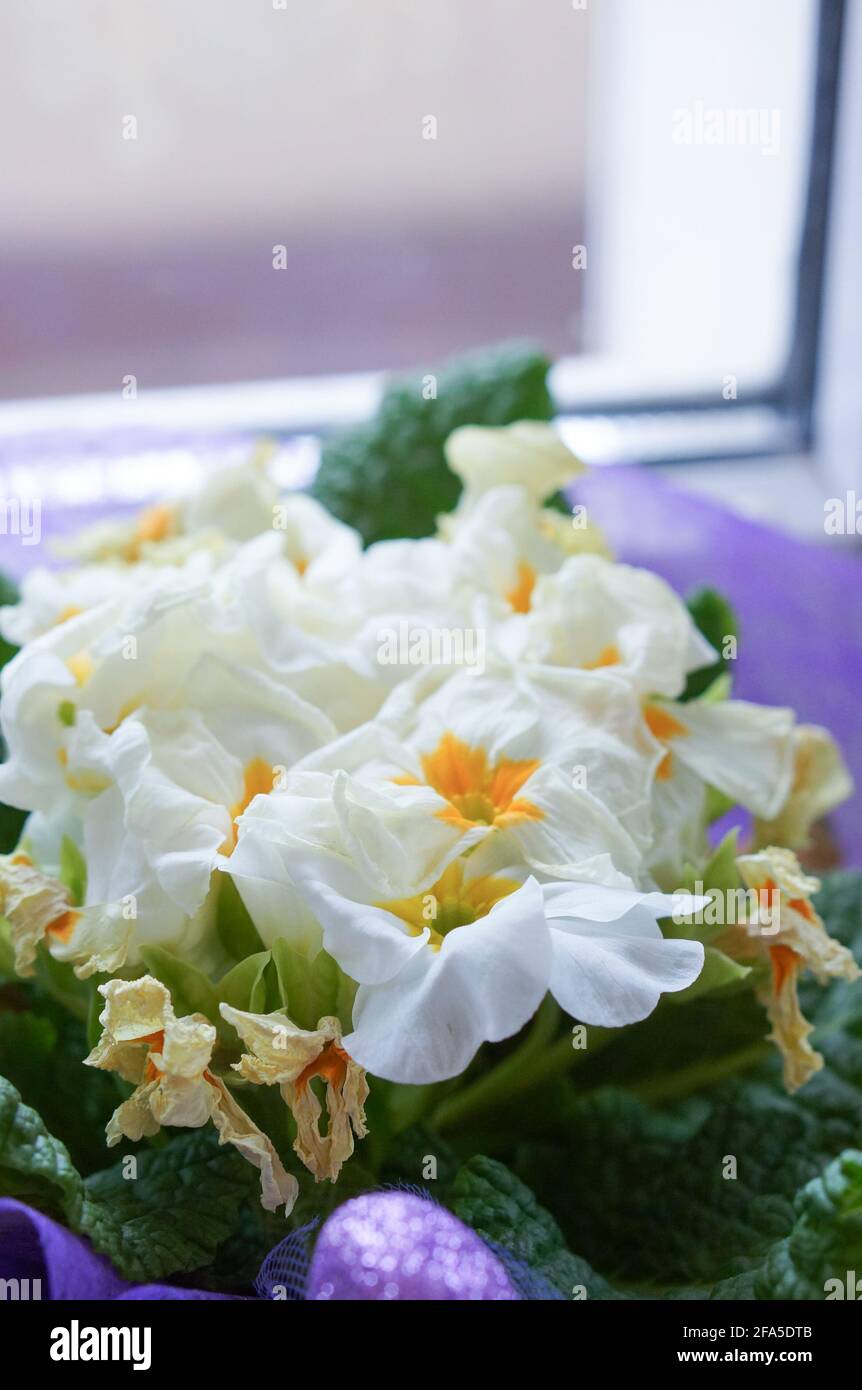 Dying flowers and green leaves Stock Photo Alamy