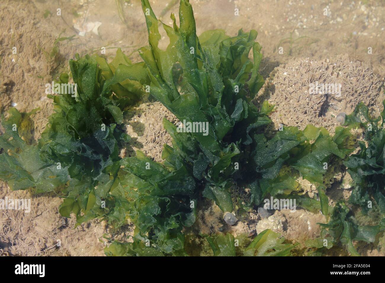 Sea Lettuce Ulva lactuca Stock Photo