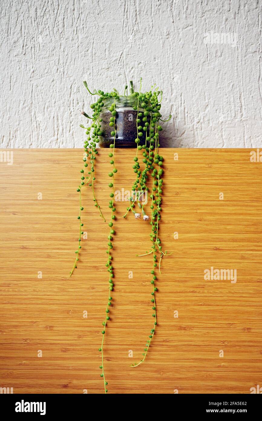 String of Pearls plant - Senekio Rowleyanus Succulent on a wooden surface Stock Photo
