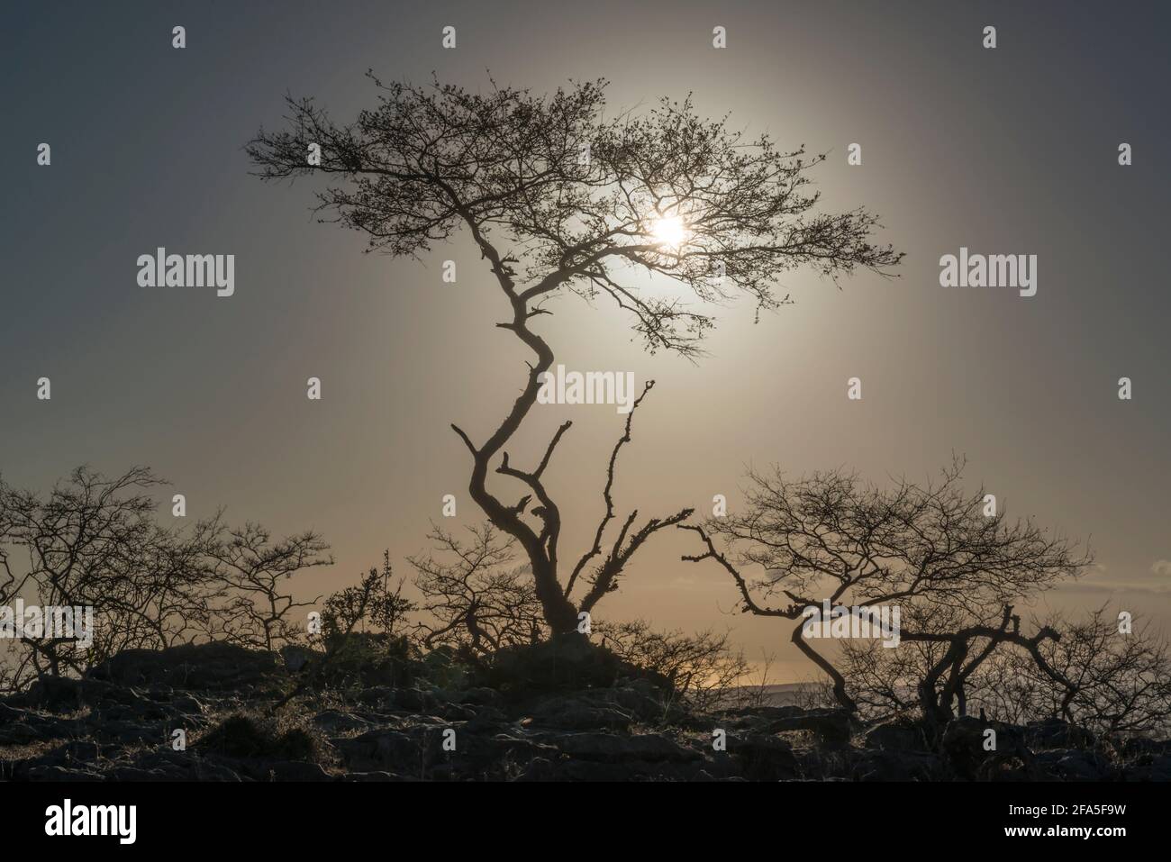 Backlight image of a barren tree in the dry season, Dhofar Governorate, Oman. Stock Photo