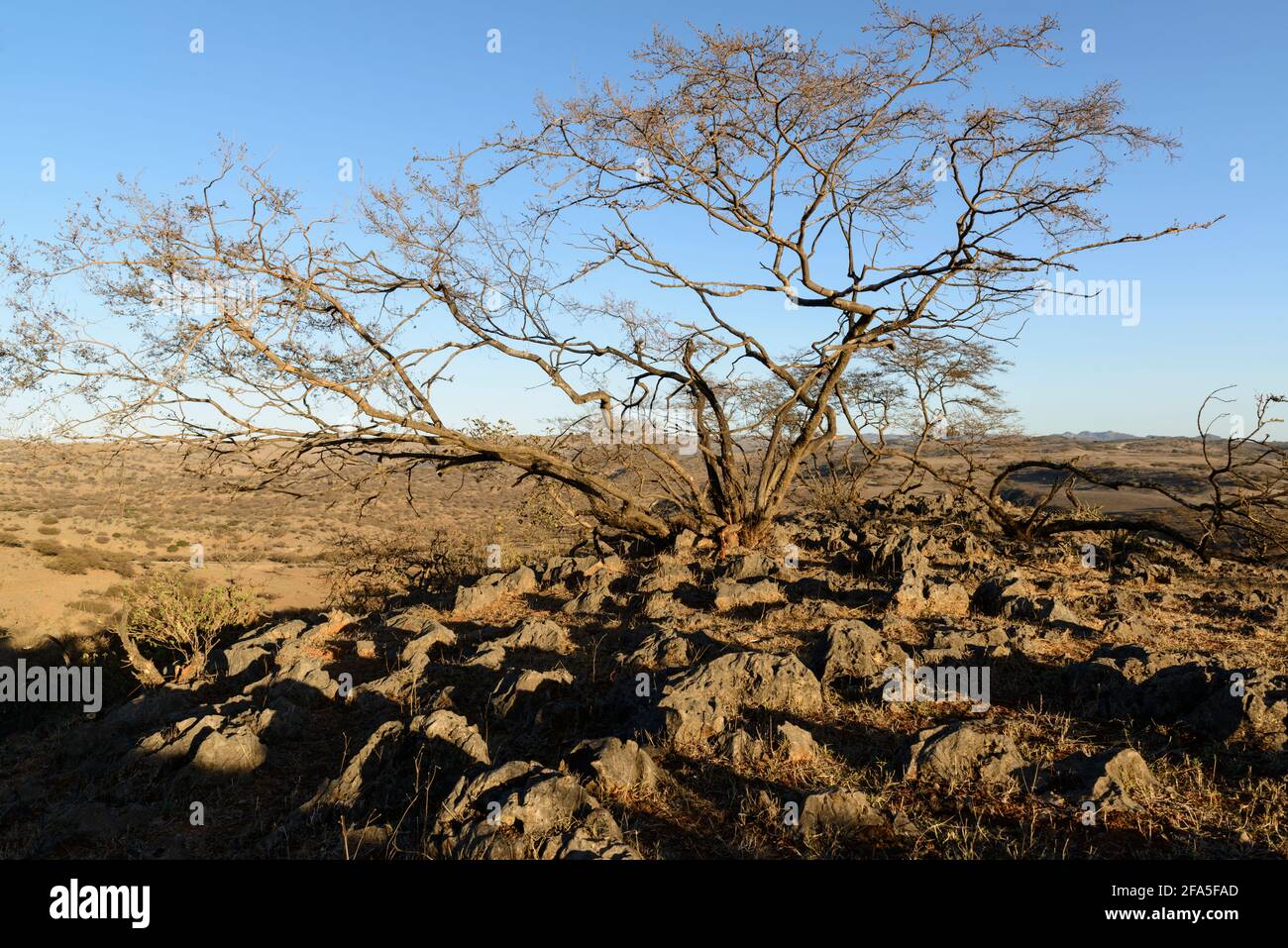 A barren tree in the dry season growing between the rocks, Dhofar Governorate, Oman. Stock Photo